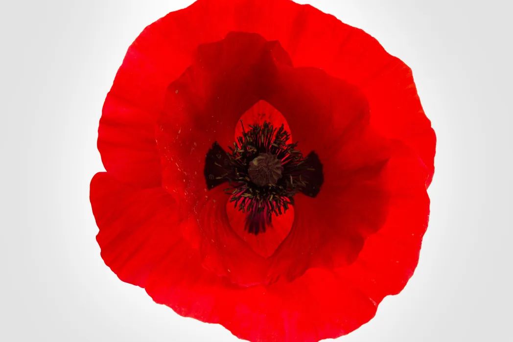 image of a single poppy bloom from above 